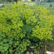 Rasakila (Alchemilla xanthochlora)