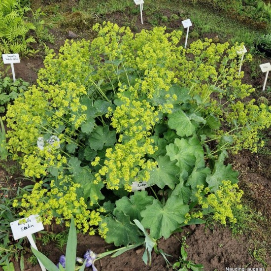 Rasakila (Alchemilla xanthochlora)