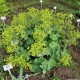 Rasakila (Alchemilla xanthochlora)