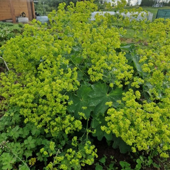 Rasakila (Alchemilla xanthochlora)