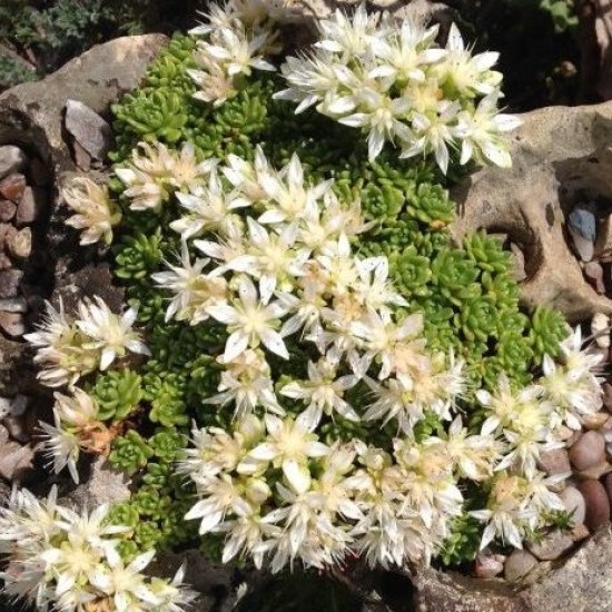 Rhodiola saxifragoides