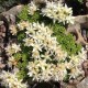 Rhodiola saxifragoides