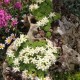 Rhodiola saxifragoides