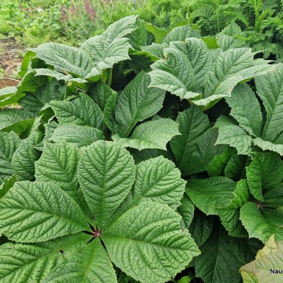 Rodžersija (Rodgersia aesculifolia var. henrici)