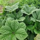 Rodžersija (Rodgersia aesculifolia var. henrici)