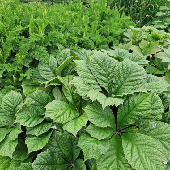 Rodžersija (Rodgersia aesculifolia var. henrici)