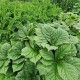 Rodžersija (Rodgersia aesculifolia var. henrici)