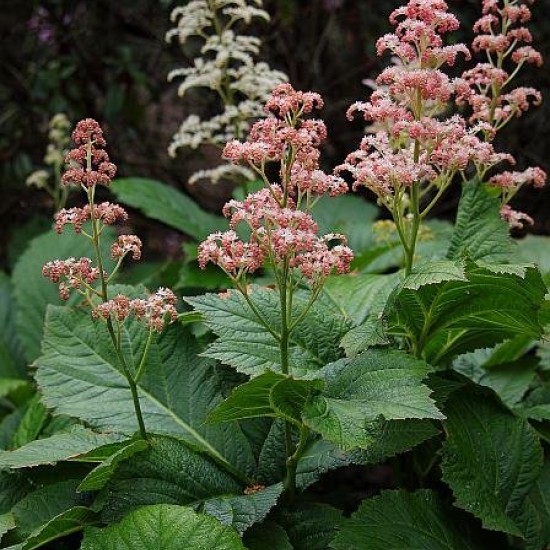 Rodžersija (Rodgersia aesculifolia var. henrici)