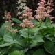 Rodžersija (Rodgersia aesculifolia var. henrici)