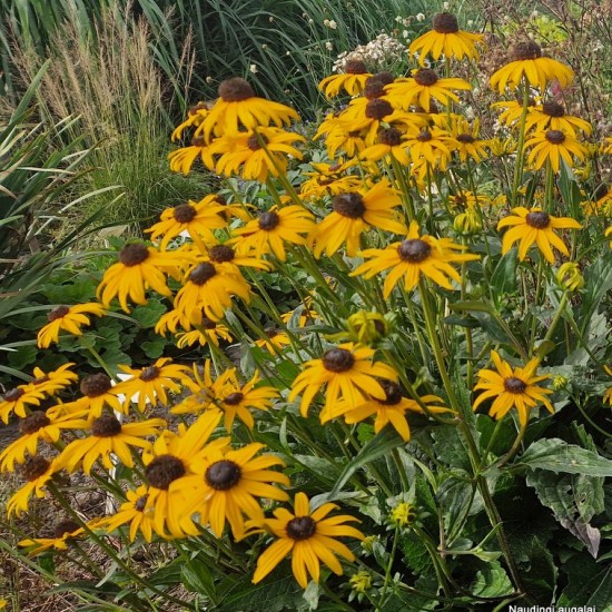 Rudbekija žėrinčioji 'City Garden'