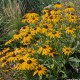 Rudbekija žėrinčioji 'City Garden'