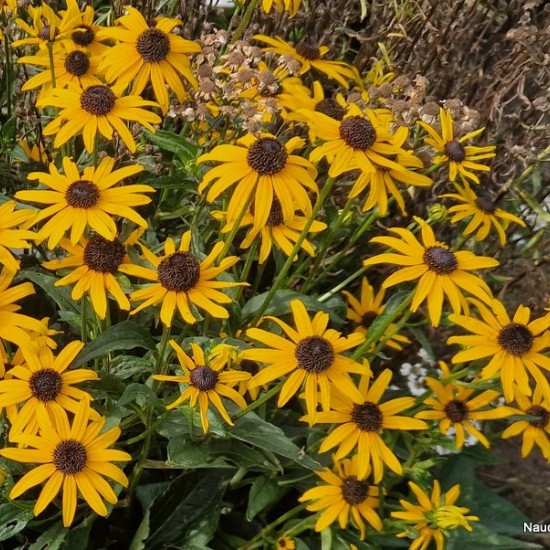 Rudbekija žėrinčioji 'City Garden'