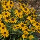 Rudbekija žėrinčioji 'City Garden'