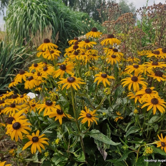 Rudbekija žėrinčioji 'City Garden'