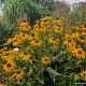Rudbekija žėrinčioji 'City Garden'