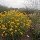 Rudbekija ‘American Gold Rush’