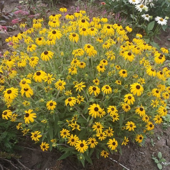 Rudbekija ‘American Gold Rush’