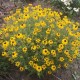 Rudbekija ‘American Gold Rush’