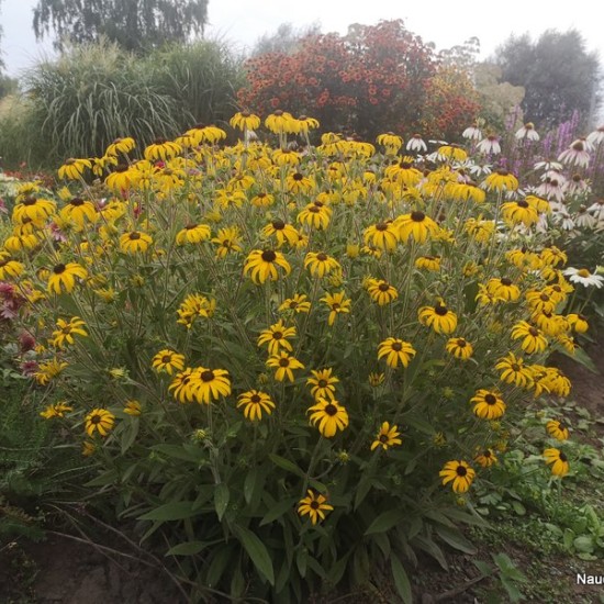 Rudbekija ‘American Gold Rush’