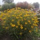 Rudbekija ‘American Gold Rush’