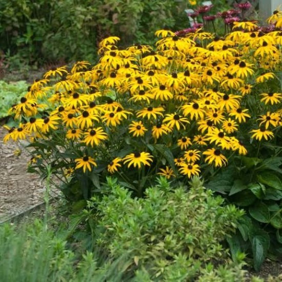 Rudbekija žėrinčioji 'City Garden'