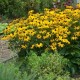 Rudbekija žėrinčioji 'City Garden'