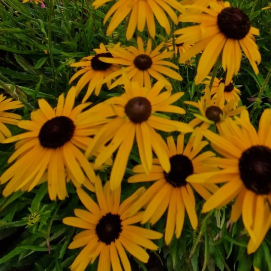 Rudbekija žėrinčioji 'Viette's Little Suzy' 