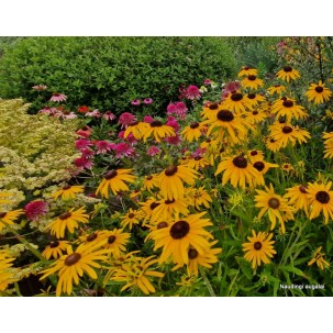 Rudbekija žėrinčioji 'Viette's Little Suzy' 