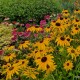 Rudbekija žėrinčioji 'Viette's Little Suzy' 