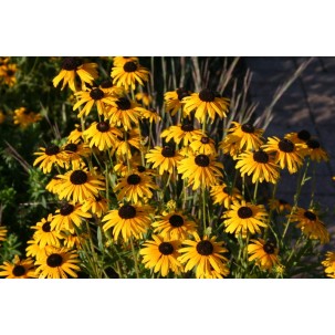 Rudbekija žėrinčioji 'Viette's Little Suzy' 