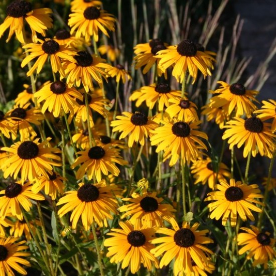 Rudbekija žėrinčioji 'Viette's Little Suzy' 