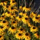 Rudbekija žėrinčioji 'Viette's Little Suzy' 