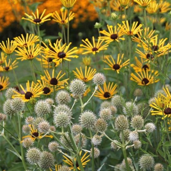 Rudbekija ‘Henry Eilers’
