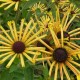 Rudbekija ‘Henry Eilers’