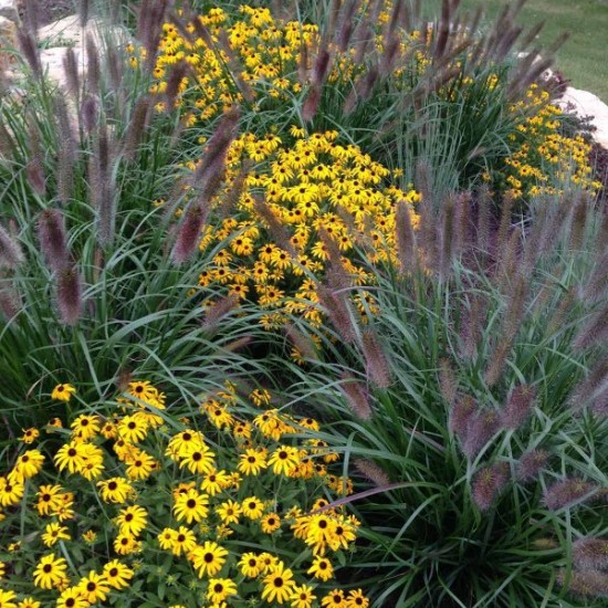 Rudbekija ‘American Gold Rush’