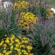 Rudbekija ‘American Gold Rush’
