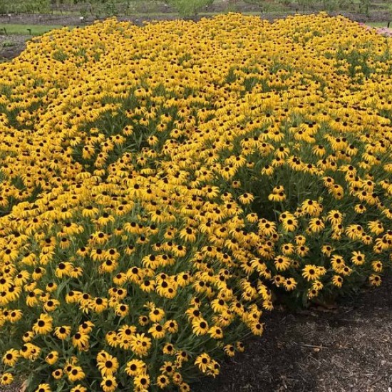 Rudbekija ‘American Gold Rush’