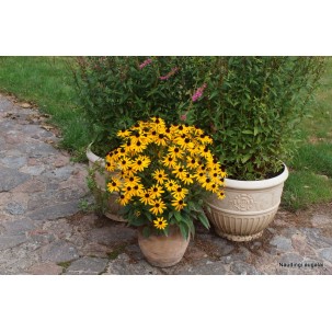 Rudbekija žėrinčioji ‘Little Goldstar’