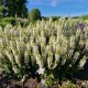 Salvia nemorosa 'Bumblesnow'