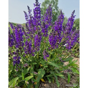 Gojinis šalavijas 'Viola Klose'