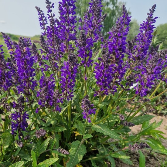 Gojinis šalavijas 'Viola Klose'