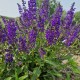 Gojinis šalavijas 'Viola Klose'
