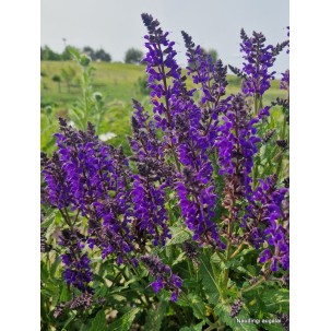 Gojinis šalavijas 'Viola Klose'