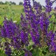 Gojinis šalavijas 'Viola Klose'