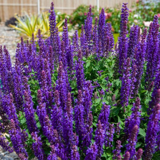 Gojinis šalavijas ‘Blue Bouquetta’ (žemaūgis)