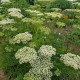 Selinum silaifolium 