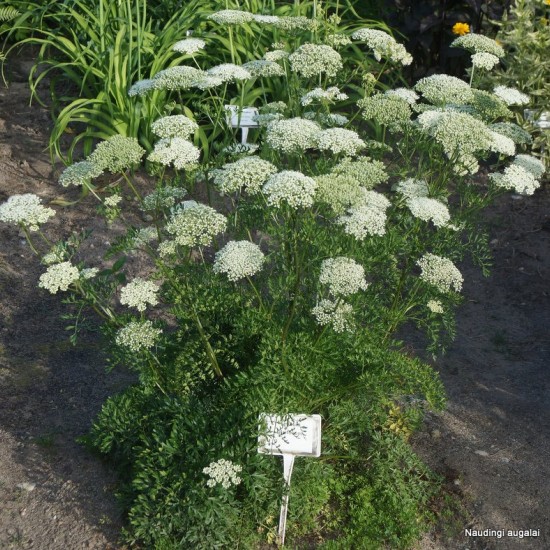 Selinum silaifolium 