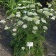 Selinum silaifolium 