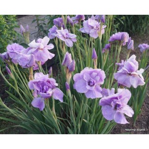Sibirinis vilkdalgis 'Imperial Opal'