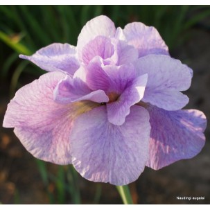 Sibirinis vilkdalgis 'Imperial Opal'